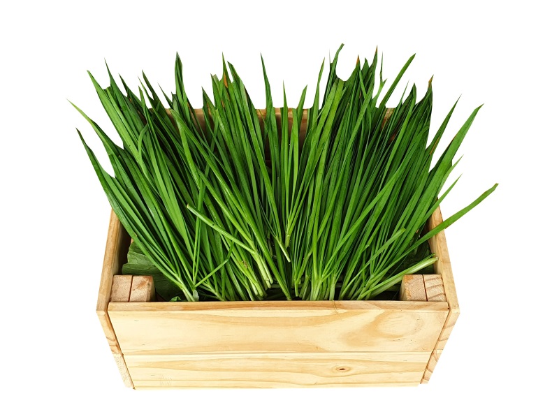 Organic Chive